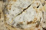 Polished Petrified Wood (Dicot) Round - Oregon #144665-1